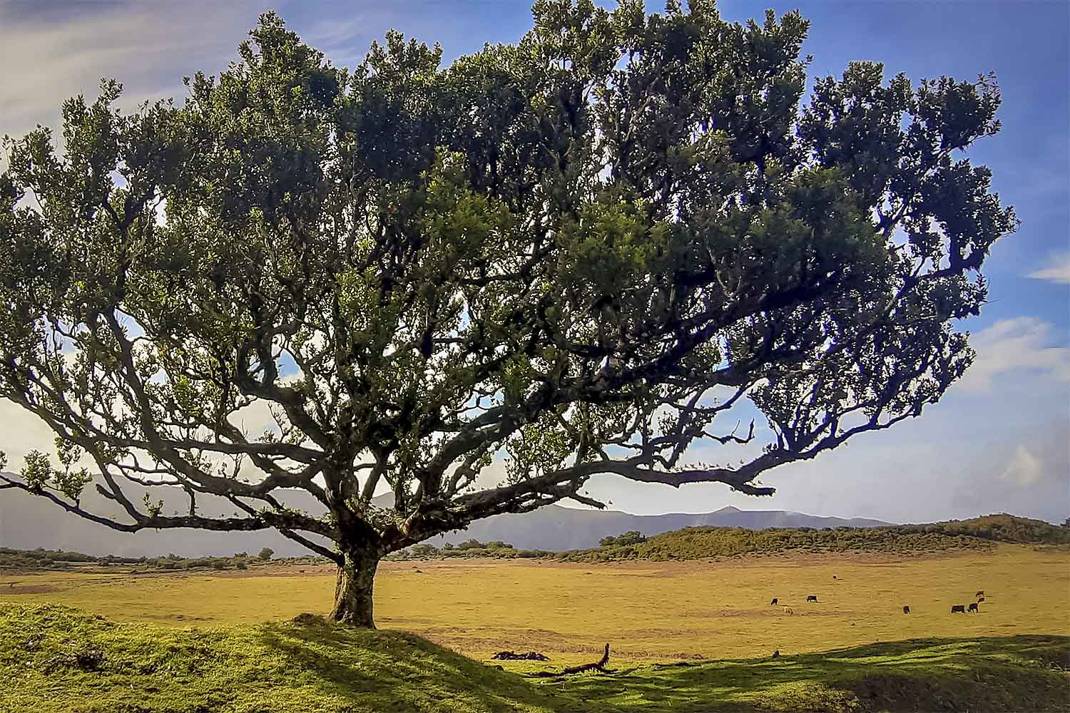 FANAL WALK
